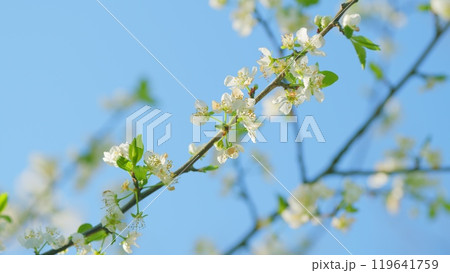 Cherry Flowers On A Tree Branch In Full Bloom. Natural Beauty Background. Close up. 119641759