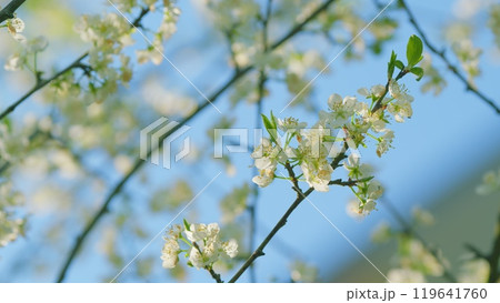 Flowering Cherry Tree Or Prunus Avium In Spring. White Flower Of Cherry On A Branch. Close up. Flowering Cherry Tree Or Prunus Avium In Spring. White Flower Of Cherry On A Branch. Close up. 119641760