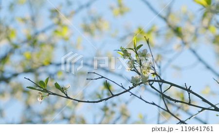 Early Spring. Prunus Avium Flowering Cherry. Blooming Sweet Cherry Tree In Spring. Close up. Early Spring. Prunus Avium Flowering Cherry. Blooming Sweet Cherry Tree In Spring. Close up. 119641761