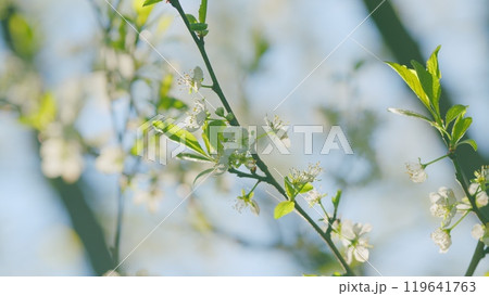 Flowering In Garden Prunus Avium Tree With White Little Blossoms. Sweet Cherry. Close up. Flowering In Garden Prunus Avium Tree With White Little Blossoms. Sweet Cherry. Close up. 119641763