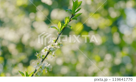 Bird Cherry Tree Prunus Padus Flowering White Flowers In Spring. Gean Or Bird Cherry. Bokeh. Bird Cherry Tree Prunus Padus Flowering White Flowers In Spring. Gean Or Bird Cherry. Bokeh. 119641770