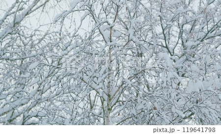 Beautiful Details On A Cold Winter Day. Winter Background Of Deciduous Forest. 119641798