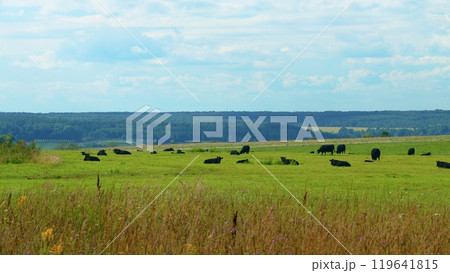 Black Angus In Summer Green Grassy Meadow. Skyline With Fluffy White Clouds In A Blue Sky. Black Angus In Summer Green Grassy Meadow. Skyline With Fluffy White Clouds In A Blue Sky. 119641815
