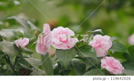 Blossom Of Camelia Japonica April Dawn Blush. Pink Perfect Camellia Flower. Flower Of Pink Camellia Japonica. 119642026