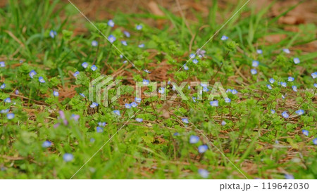 Blue Forget Me Not Flowers Blooming On Green Background. Flowers Blooming In A Garden. Blue Forget Me Not Flowers Blooming On Green Background. Flowers Blooming In A Garden. 119642030