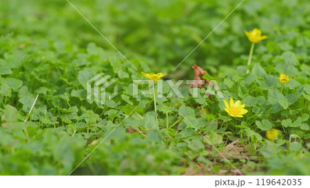 Greenish Background With Yellow Flowers. Buttercup Family. Formerly Ranunculus Ficaria L. 119642035