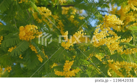 Yellow Mimosa Tree Flowers Or Acacia Dealbata. Yellow Flowers In Spring Sunny Light. Spring Is Coming. Close up. Yellow Mimosa Tree Flowers Or Acacia Dealbata. Yellow Flowers In Spring Sunny Light. Spring Is Coming. Close up. 119642038