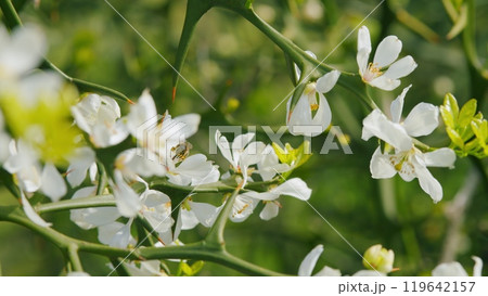 Bee Collecting Pollen On Flowers Is Trifoliate Orange. Citrus Trifoliata In Spring Garden. Close up. 119642157