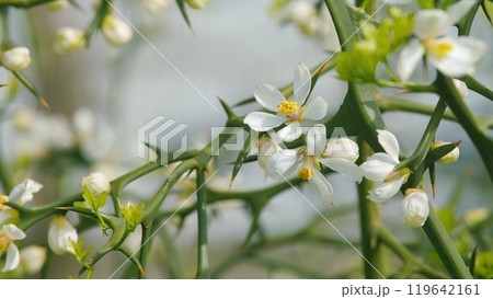 Hardy Orange. Evergreen Poncirus Bush Blooming With White Flowers. Close up. 119642161