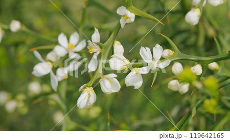 Trifoliate Orange Blossom. Beautiful Flower Poncirus Trifoliata. Close up. Trifoliate Orange Blossom. Beautiful Flower Poncirus Trifoliata. Close up. 119642165