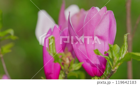 Blooming Pink Magnolia In The Park. Blooming Pink Magnolia On A Blurred Background. Close up. 119642183