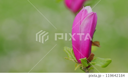 Purple Magnolia. Blooming Pink Magnolia Flowers. Spring Background. Close up. Purple Magnolia. Blooming Pink Magnolia Flowers. Spring Background. Close up. 119642184