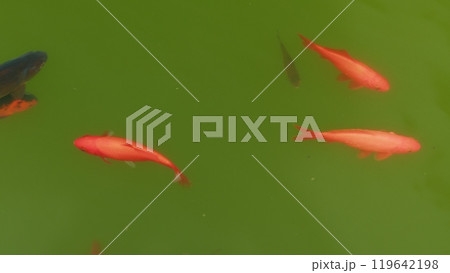 Carp Fish Swimming In Pond. Red Fish Swimming In Pond. Multi Color Fish With Green Background. 119642198