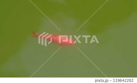 Flock Of Colorful Fish Swimming Slowly In Pond Water. Colorful Carps In Pond. Clear Water See Fish In Pond. 119642202