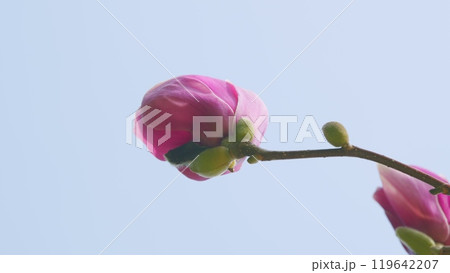 Spring Garden. Magnolia Flowering. Beautiful And Pink Magnolia Flowers With Buds. Close up. 119642207