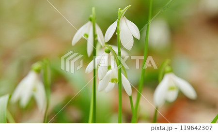 Common Snowdrop Or Galanthus Nivalis In Spring. Little First Spring Flowers. White Snowdrop Flowers. Common Snowdrop Or Galanthus Nivalis In Spring. Little First Spring Flowers. White Snowdrop Flowers. 119642307