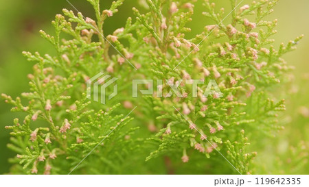 Branches Of Green Thuja. Natural Flora. Thuja Plicata. 119642335