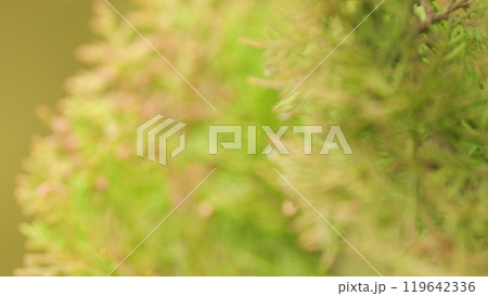 Evergreen Vegetation. Beautiful Green Christmas Leaves Of Thuja Trees. 119642336