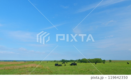 Adult black cow eating grass in a meadow. Cute black cow in pasture. 119642350