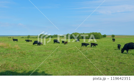 Cow in landscape. Cow grazing and eating grass. Agriculture concept. Cow in landscape. Cow grazing and eating grass. Agriculture concept. 119642351