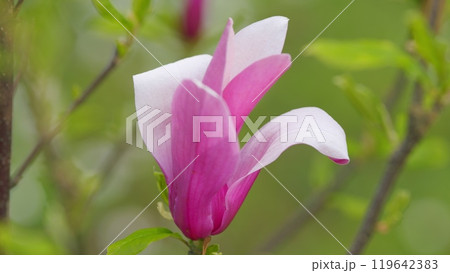 Magnolia Trees In The Botanical Garden. Blooming Tree Growing In A Garden. Close up. 119642383
