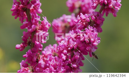Judas Flower Branches And The Bee Find And Get Nectar. Tree In The Flowering Plant Family Fabaceae. Close up. Judas Flower Branches And The Bee Find And Get Nectar. Tree In The Flowering Plant Family Fabaceae. Close up. 119642394