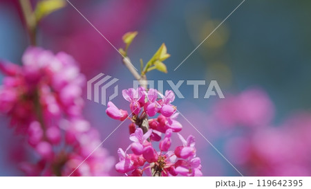 Tree In The Garden Of A Blossoming Tree With Pink Flowers. Branch With Pink Flowers Of The Judas Tree. Close up. Tree In The Garden Of A Blossoming Tree With Pink Flowers. Branch With Pink Flowers Of The Judas Tree. Close up. 119642395
