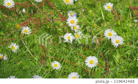 Daisy Flowers Growing On Meadow. Common Daisy. Field Of Chamomiles At Sunny Day At Nature. Close up. 119642488