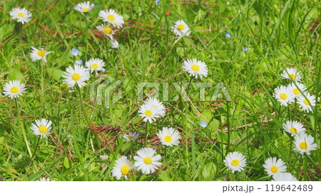 Daisy Flower Garden Full Bloom Plant. Chamomile Flowers Field Wide Background In Sun Light. Close up. Daisy Flower Garden Full Bloom Plant. Chamomile Flowers Field Wide Background In Sun Light. Close up. 119642489