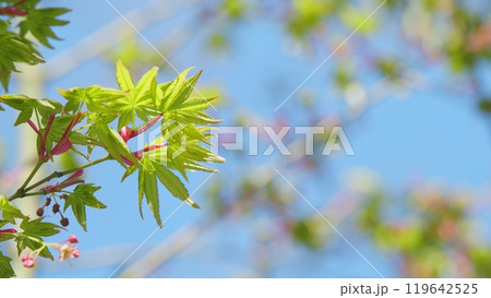 Sunshine In The Garden. Green Leaves Of Japanese Maple Trees That Are Blooming At The Beginning Of Spring. Close up. 119642525