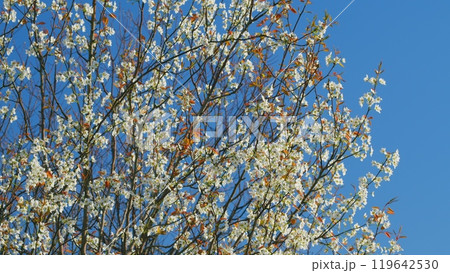 Soft Focused Purple Leaf. Blooming Purple Leaf Plum Flower. Beautiful Beginning To Spring. Still. 119642530