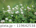 シロツメクサ 119642538