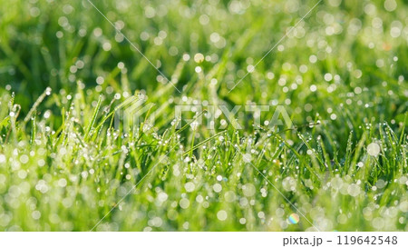 Beautiful Nature Field Landscape With Water Droplets. Rain Water Drops On Leaf At Morning. Pan. Beautiful Nature Field Landscape With Water Droplets. Rain Water Drops On Leaf At Morning. Pan. 119642548