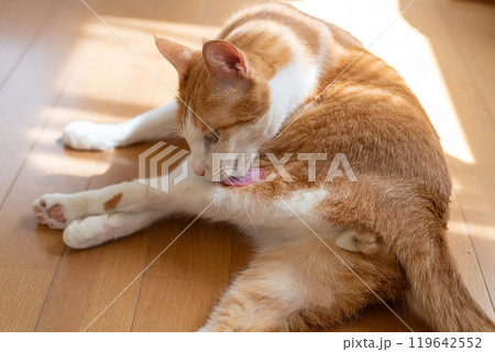毛づくろいをする猫 茶トラ白 毛づくろいをする猫 茶トラ白 119642552