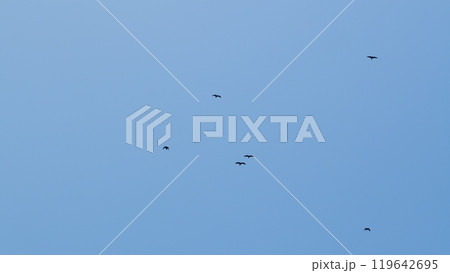 Soaring Black Silhouettes Of Birds High In The Sky. A Group Of Birds Flying In The Sky. Slow motion. 119642695