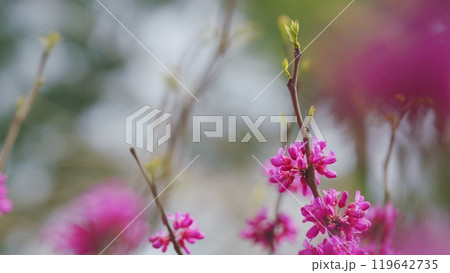 Cercis Siliquastrum Or Judas Tree. Spring Ornamental Plant Is Illuminated By The Sun. Close up. Cercis Siliquastrum Or Judas Tree. Spring Ornamental Plant Is Illuminated By The Sun. Close up. 119642735