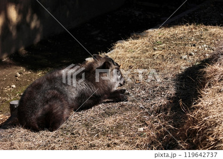 地面に伏せて休むニホンカモシカ 119642737