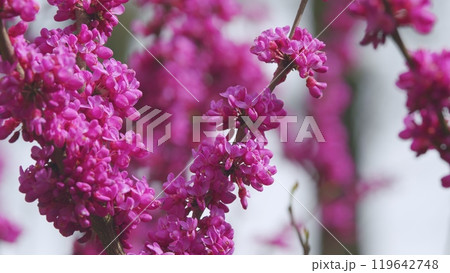 Cercis Siliquastrum Blossoms In Springtime. Fabaceae Family. Judas Tree Branch. Close up. Cercis Siliquastrum Blossoms In Springtime. Fabaceae Family. Judas Tree Branch. Close up. 119642748