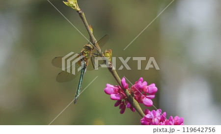 Colorful dragonfly perched on a pink purple flower tree. dragonfly with blue green tail sits on a stick with green background. Close up. Colorful dragonfly perched on a pink purple flower tree. dragonfly with blue green tail sits on a stick with green background. Close up. 119642756