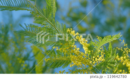 Spring Is Coming. Acacia Dealbata Tree With Gold Blossoms. Spring Mimosa Flowers. Sunny Spring Day. Close up. Spring Is Coming. Acacia Dealbata Tree With Gold Blossoms. Spring Mimosa Flowers. Sunny Spring Day. Close up. 119642780