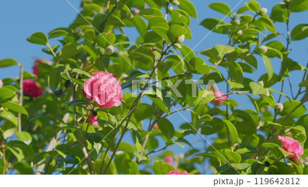 Beautiful Pink Camellia Blooming In A Garden. Blooms From February To April. Close up. Beautiful Pink Camellia Blooming In A Garden. Blooms From February To April. Close up. 119642812
