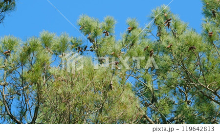 Lush Foliage During Day. Beautiful Branch Of Evergreen Spruce. Still. Lush Foliage During Day. Beautiful Branch Of Evergreen Spruce. Still. 119642813