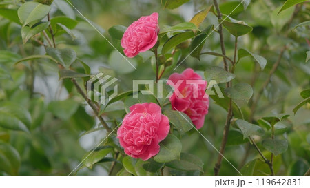 Beautiful Pink Camellia Is Blooming In Garden. Species Of Camellia Native To China And Japan. Close up. 119642831