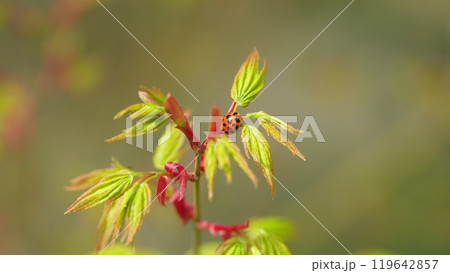 Wild Red Ladybug On Green Leaves Of Japanese Maple Trees That Are Blooming At The Beginning Of Spring. Close up. 119642857