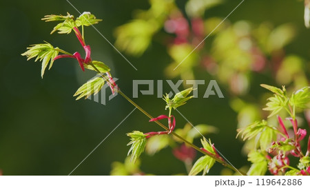 Japanese Maple Shoots In Green And Red. Bright Green Foliage Unfolding In April Springtime. Still. Japanese Maple Shoots In Green And Red. Bright Green Foliage Unfolding In April Springtime. Still. 119642886