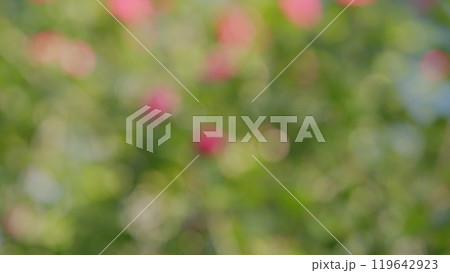Beautiful Pink Camellia Blooming In A Garden. Blooms From February To April. 119642923