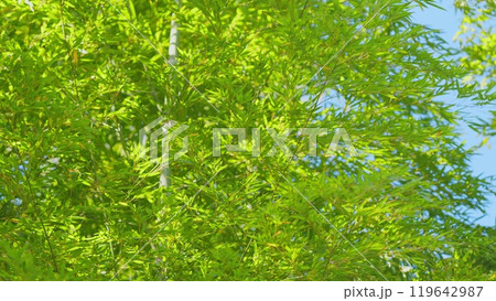Beautiful Green Bamboo Leaves Warm Spring Day. Green Bamboo Under Blue Sky In Sunny Day. 119642987