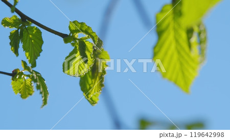 Summer Background With Copy Space. Fresh Green Young Leaves With A Beautiful Blue Sky. Summer Background With Copy Space. Fresh Green Young Leaves With A Beautiful Blue Sky. 119642998