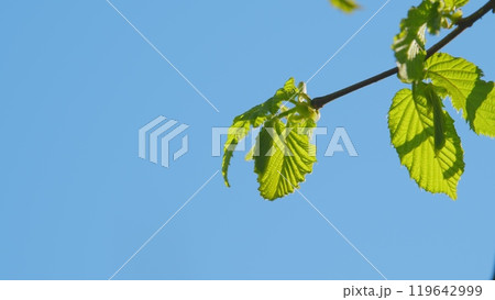 Nature. Tree Branch With Backlit Leaves In Front Of Blue Sunny Sky. Summer Season. Nature. Tree Branch With Backlit Leaves In Front Of Blue Sunny Sky. Summer Season. 119642999