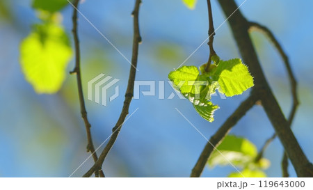 Summer Background With Copy Space. Sunlight Passing Through The Green Foliage Of A Tree. Summer Background With Copy Space. Sunlight Passing Through The Green Foliage Of A Tree. 119643000